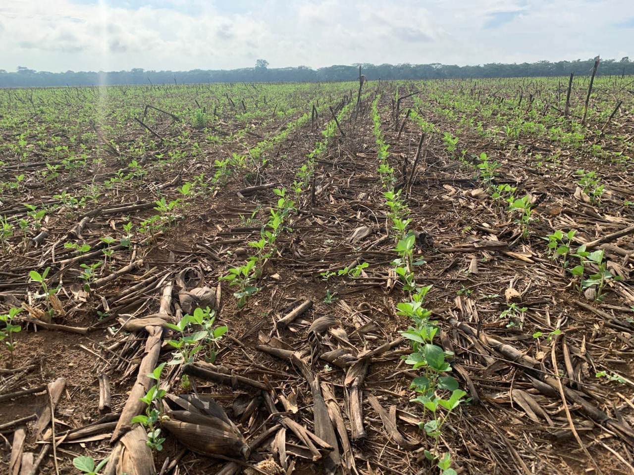 Do solo degradado à soja certificada: CAT Sorriso impulsiona a produção sustentável no coração do agronegócio de Mato Grosso